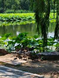 Yuanmingyuan: Beijing’s Lotus Wonderland