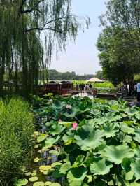 Yuanmingyuan: Beijing’s Lotus Wonderland