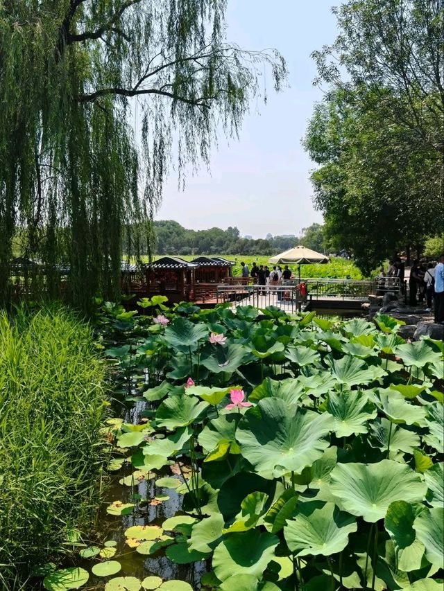 Yuanmingyuan: Beijing’s Lotus Wonderland