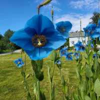 Tromsø – Arctic–Alpine Botanic GardenTromsø arktisk-alpine botanisk hage