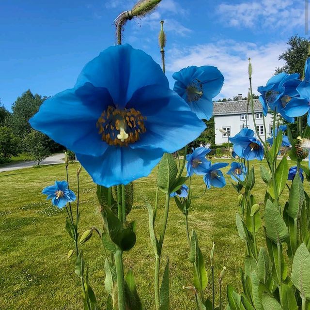 Tromsø – Arctic–Alpine Botanic GardenTromsø arktisk-alpine botanisk hage