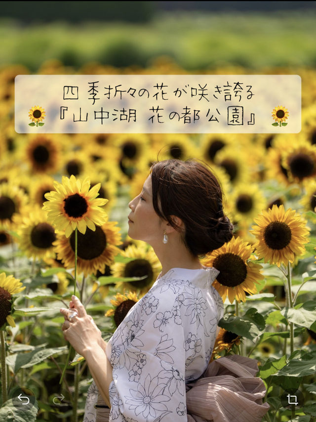 30万本のヒマワリが咲き誇る『山中湖 花の都公園』🌻🌻🌻