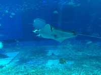 【沖縄・国頭郡】🦈美ら海水族館〜世界最大のジンベエザメが目の前〜