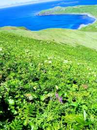 夏の礼文島で花と海と緑の絶景トレッキング
