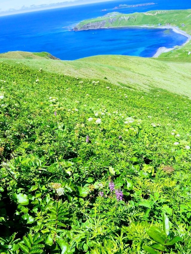 夏の礼文島で花と海と緑の絶景トレッキング 夏の礼文島で花と海と緑の絶景トレッキング