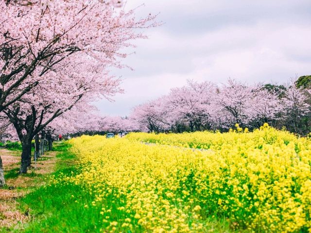 🌼 녹산로 유채꽃길 – 봄을 물들이는 노란 물결 🌼 녹산로 유채꽃길 – 봄을 물들이는 노란 물결
