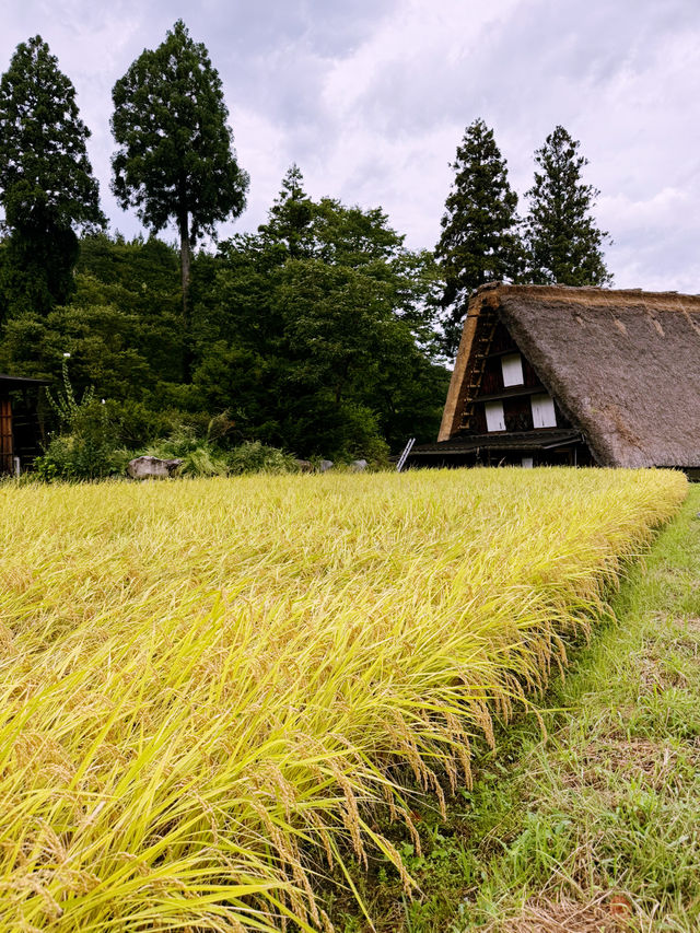 Skip the Filters, Try the Onigiri: Shirakawa-go in September