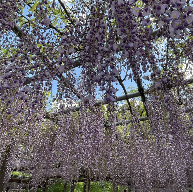 【東京町田】美しい池と植物の楽園 【東京町田】美しい池と植物の楽園