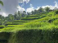 📍 뜨갈랄랑 계단식 논(Tegalalang Rice Terrace) 방문 후기