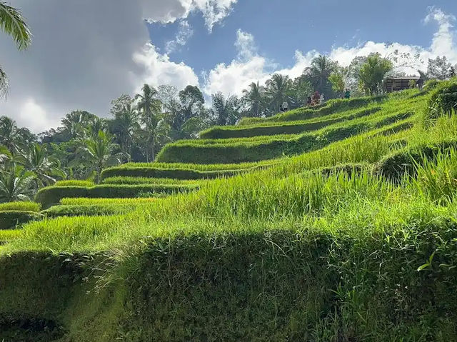 📍 뜨갈랄랑 계단식 논(Tegalalang Rice Terrace) 방문 후기