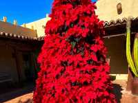 🌵 “Desert Botanical Garden – Where the Desert Blooms with Life!”