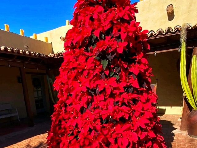 🌵 “Desert Botanical Garden – Where the Desert Blooms with Life!”