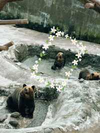 🐻✨【熊熊揮手Say Hi!】登別熊牧場親子放電大冒險!纜車上山睇靚景、餵熊熊互動超有趣、仲有鴨仔賽跑同小熊萌爆登場~一家大細一齊出發,開心又放電!