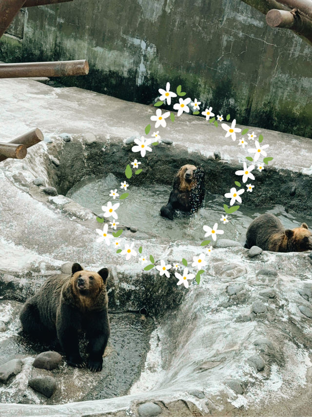 🐻✨【熊熊揮手Say Hi!】登別熊牧場親子放電大冒險!纜車上山睇靚景、餵熊熊互動超有趣、仲有鴨仔賽跑同小熊萌爆登場~一家大細一齊出發,開心又放電!  🐻✨【熊熊揮手Say Hi!】登別熊牧場親子放電大冒險!纜車上山睇靚景、餵熊熊互動超有趣、仲有鴨仔賽跑同小熊萌爆登場~一家大細一齊出發,開心又放電!