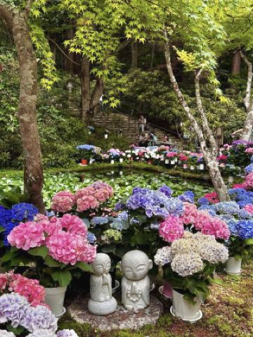 🌸 奈良室生寺繡球花漫步