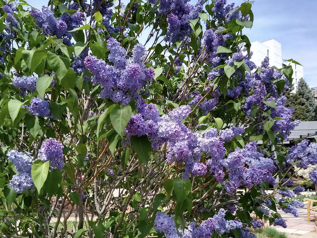 Denver Botanic Gardens