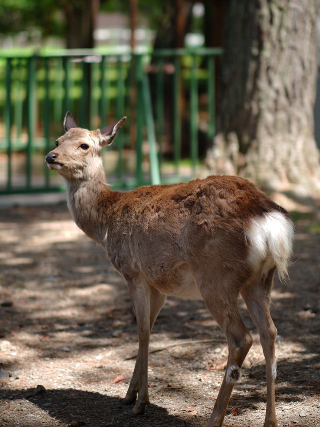 เลี้ยงกวางที่ 🦌 สวนสาธารณะนารา