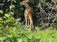 Sanjay Gandhi National Park