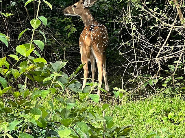 Sanjay Gandhi National Park
