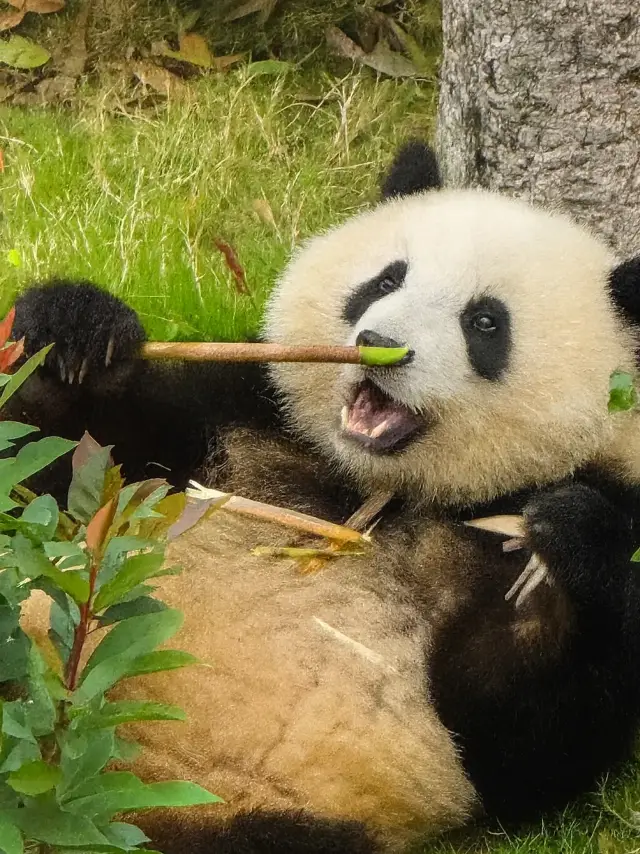 Visiting Chengdu without stopping by to see the adorable pandas? Impossible!