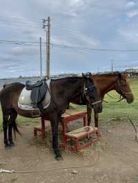 济州岛自然美景与烟火美食交织的舒心体验 💗