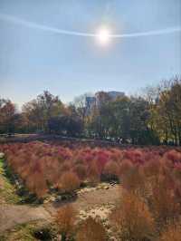 ⭐서울 올림픽공원 하루 코스 – 거대한 엄지상 구경하고, 가을 댑싸리 걷고, 청와옥에서 마무리!