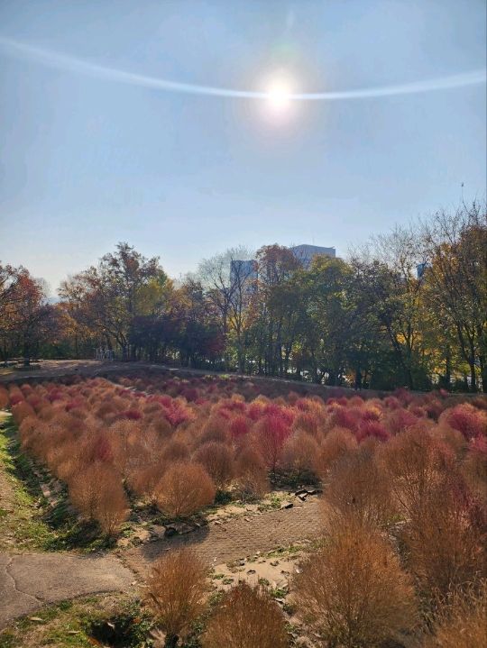 ⭐서울 올림픽공원 하루 코스 – 거대한 엄지상 구경하고, 가을 댑싸리 걷고, 청와옥에서 마무리!
