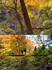 東京後花園｜高尾山｜闖入絕美紅葉油畫世界🍁