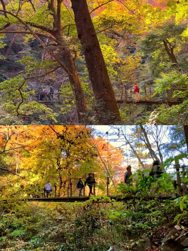 東京後花園｜高尾山｜闖入絕美紅葉油畫世界🍁