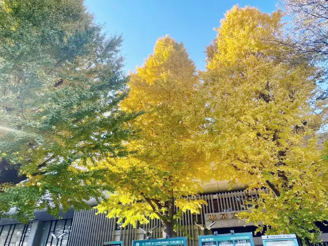 賞銀杏 - 上野易賜公園