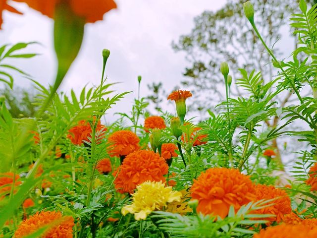 A Cocoa Village Garden Escape
