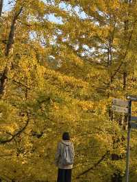 不用飛韓國及日本,在中國廣東也可看到超美的銀杏🤩🤩