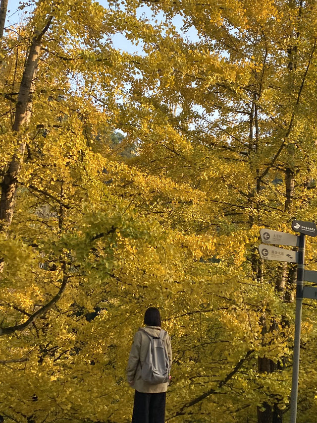 不用飛韓國及日本,在中國廣東也可看到超美的銀杏🤩🤩 不用飛韓國及日本,在中國廣東也可看到超美的銀杏🤩🤩