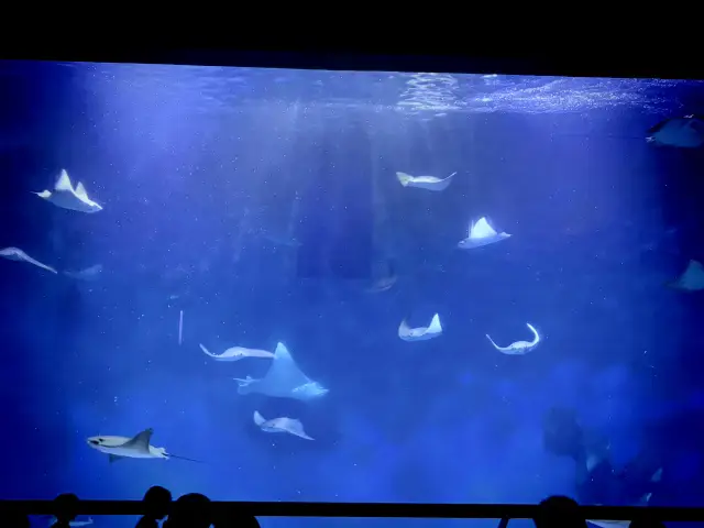 Shanghai Ocean Aquarium｜Dive into a 155-meter underwater dream inside the pyramid of Lujiazui