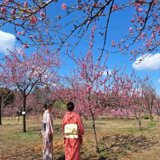 เทศกาลลูกพีชฟุรุคาวะ 🌸🍶✨