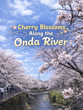 🌸Cherry Blossoms Along the Onda River｜Yokohama & Machida 