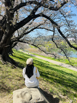 京都賞櫻 — 瀨織亭
