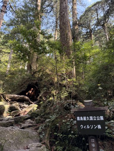屋久島】ハートが見える神秘の巨木🌲 | Trip.com 屋久島町