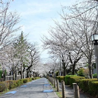 Walking Guide to Aoyama Cemetery, Tokyo: Cherry Blossom Tunnel