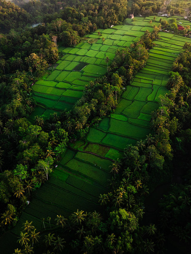 Sunrise over Bali’s rice terraces 🌅