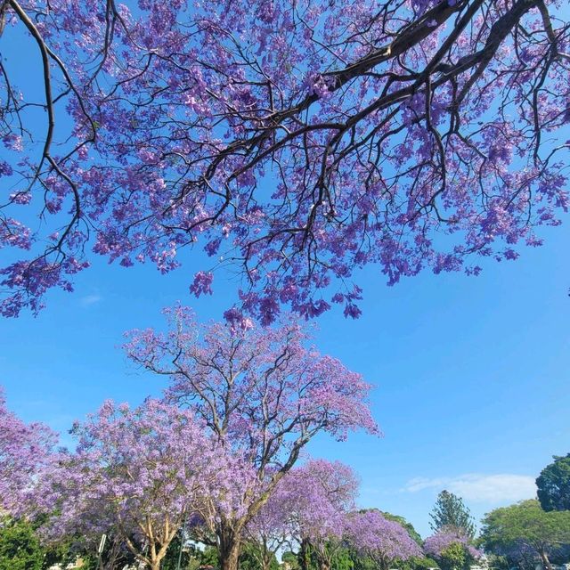 香港賞紅葉，澳洲賞藍花楹💜💜💜