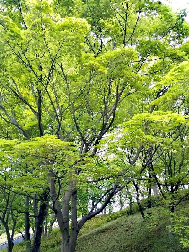 櫻花之地大島小松川公園