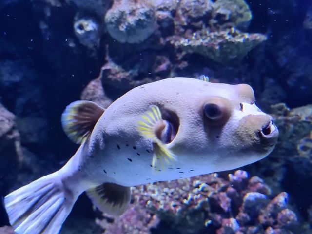 Must Visit: Cairns Aquarium 🇦🇺