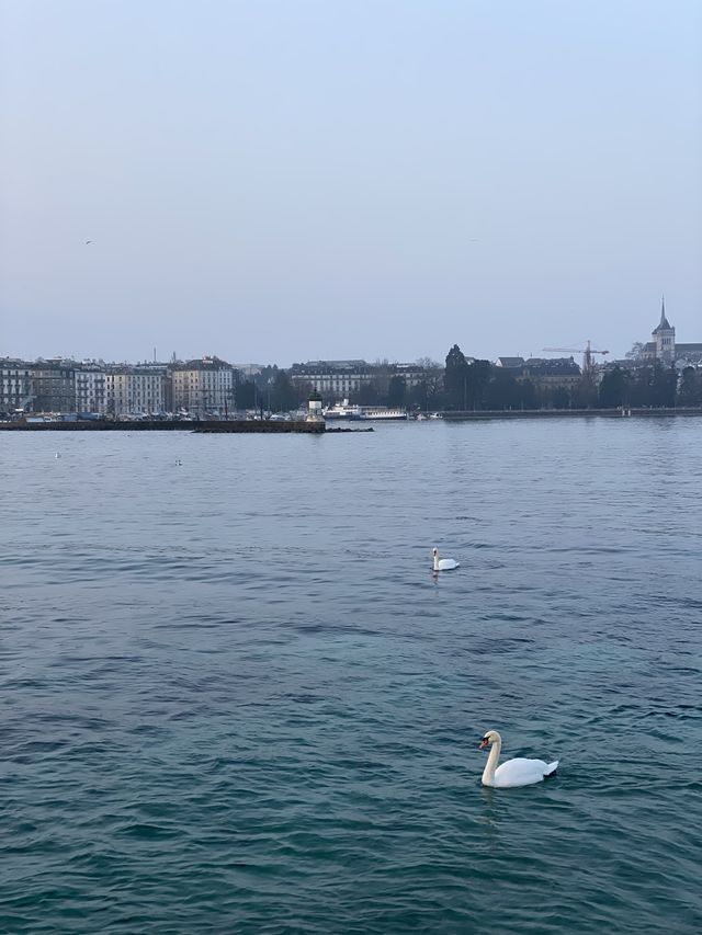 🇨🇭스위스 제네바 : 레만 호수의 일출은 아름다웠다