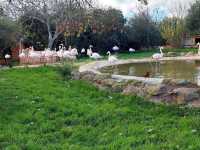 Attica Zoological Park 🐘🦒