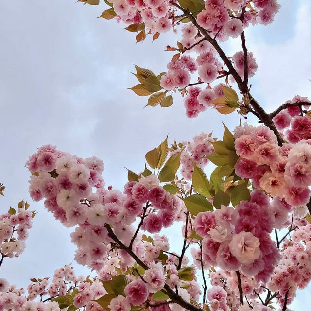 🌸Tokyo's Cherry Blossom Splendor🌸