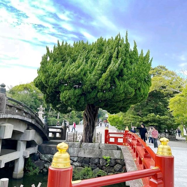 ⛩️鶴岡八幡宮⛩️建於11 世紀✨️傳統的江戶建築風格✨️