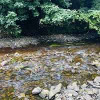 Nature’s Retreat: Exploring Edinburgh’s Forests