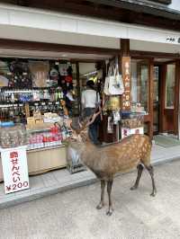 NARA, JAPAN: MY UNFORGETTABLE DAY AMONG DEERS AND TEMPLES 