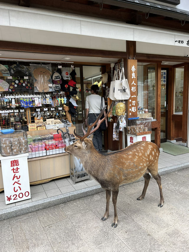NARA, JAPAN: MY UNFORGETTABLE DAY AMONG DEERS AND TEMPLES 
